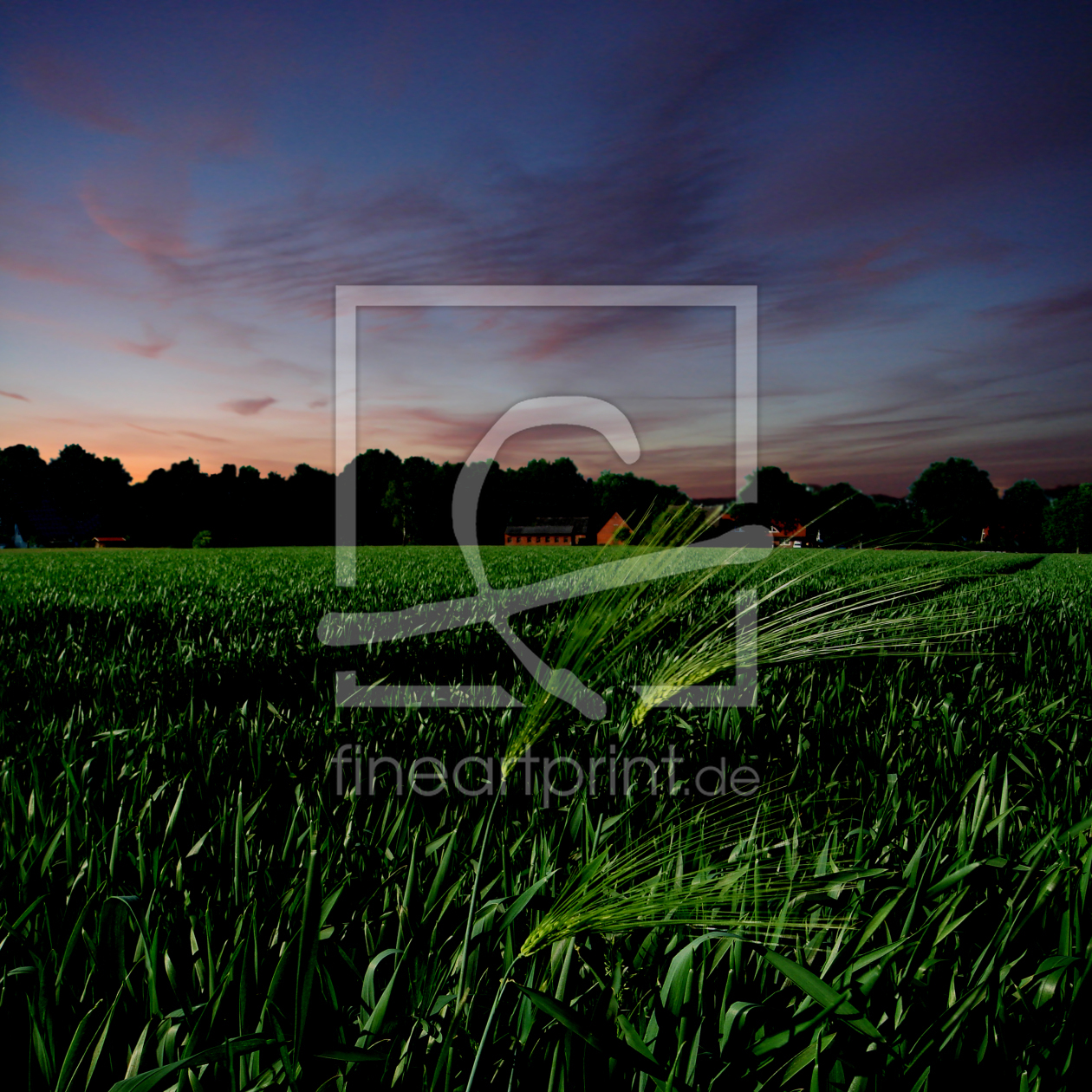 Bild-Nr.: 9784592 Blaue Stunde am Feld erstellt von yammay
