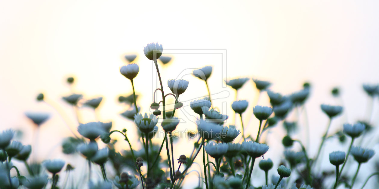 Bild-Nr.: 9785244 Blumen im Sonnenuntergang erstellt von belisto