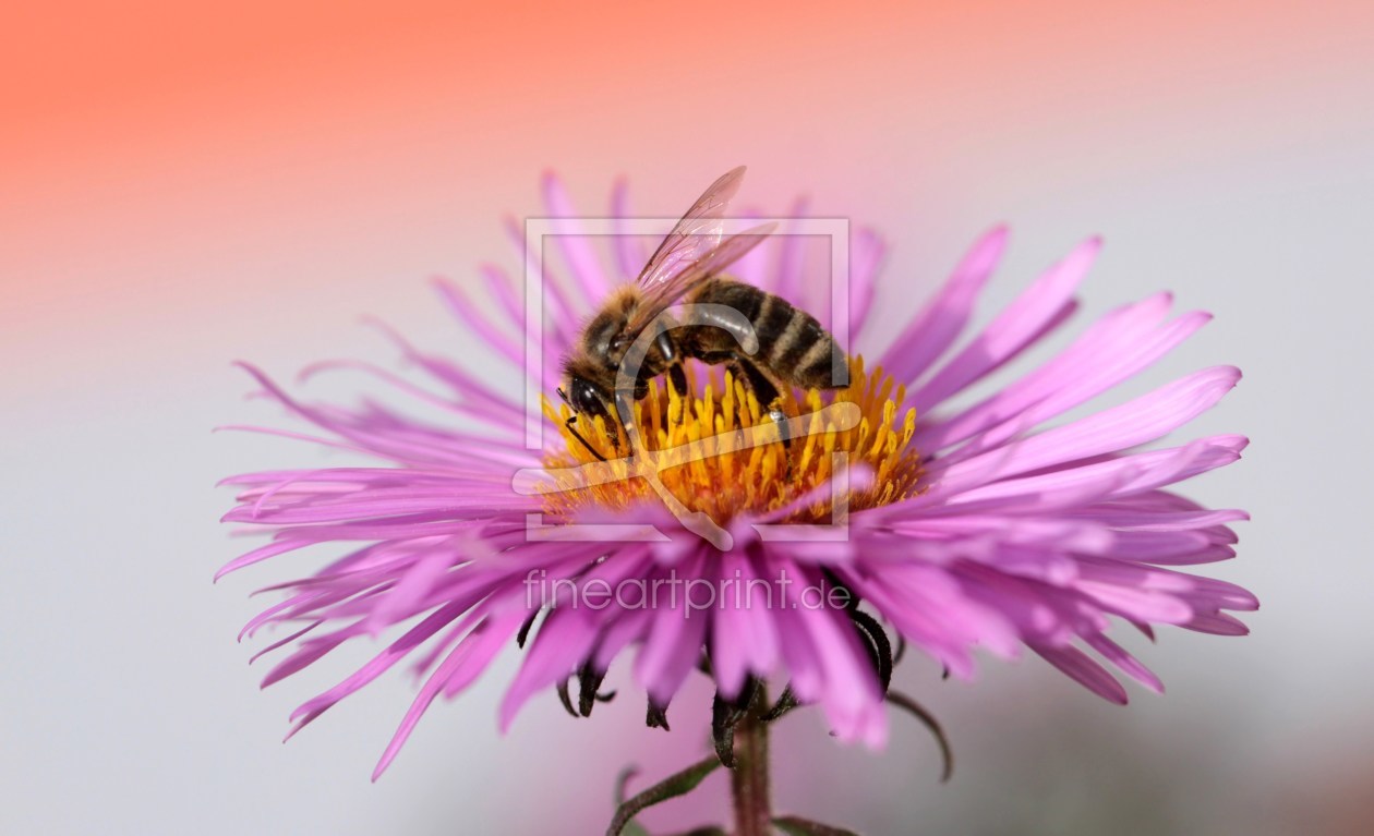 Bild-Nr.: 9785810 Bienenmalzeit erstellt von Renate Knapp