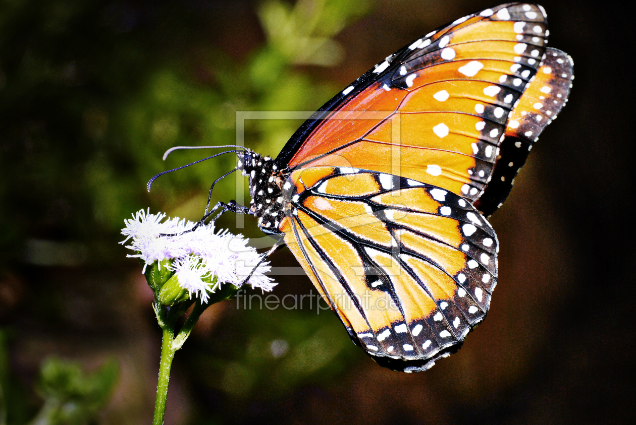 Bild-Nr.: 9785960 Schmetterling erstellt von Michael46