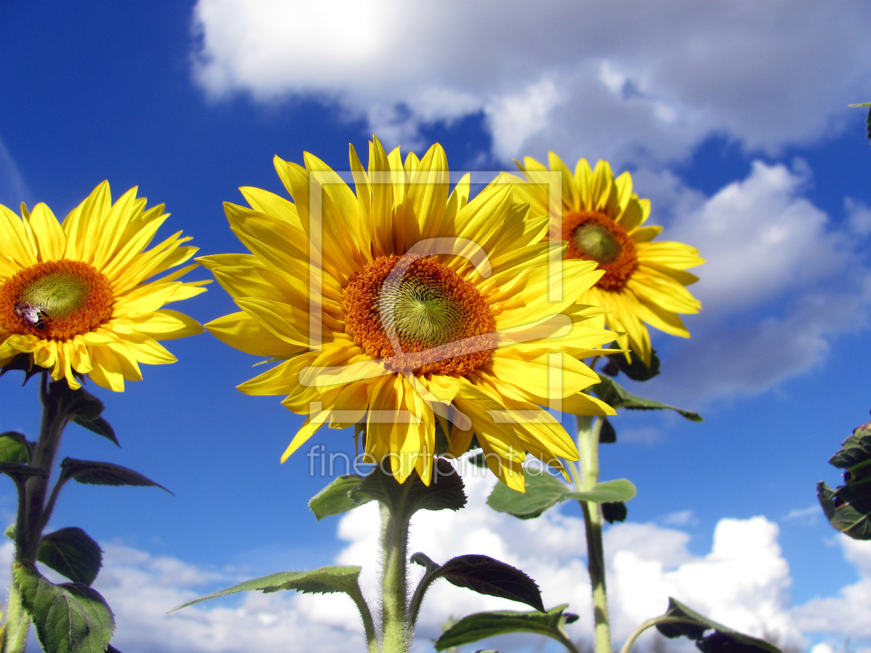 Bild-Nr.: 9786892 Sunflowers erstellt von Flower-Power