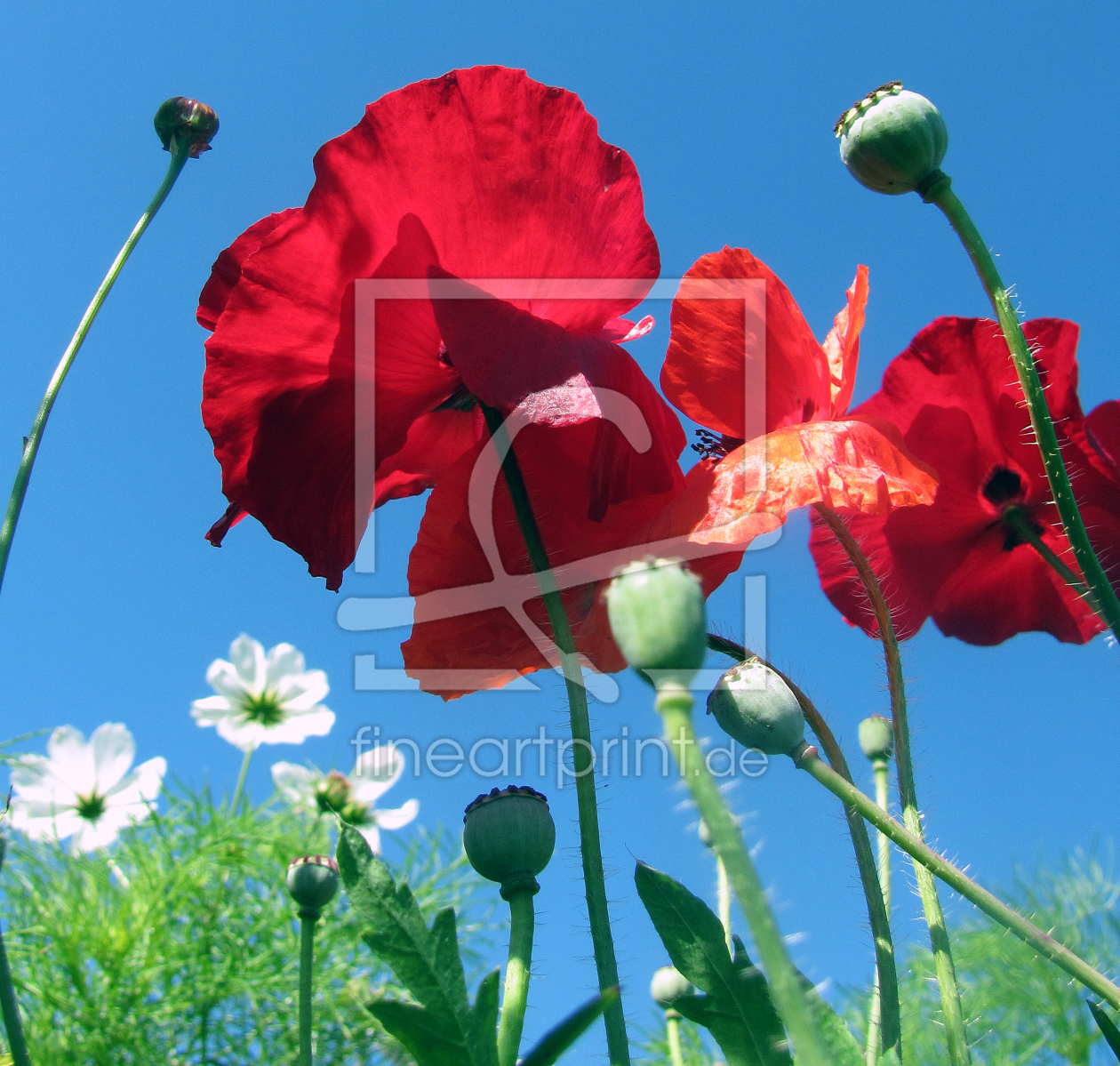 Bild-Nr.: 9790970 Mohn erstellt von Level60