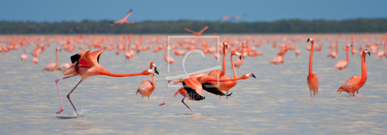 Bild-Nr.: 9791022 Flamingos II erstellt von waveland