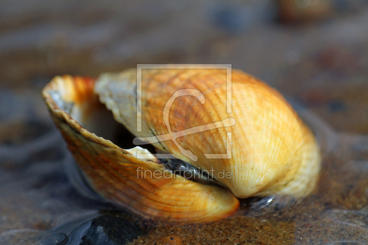 Bild-Nr.: 9792668 Im Wasser erstellt von Gerhard Albicker