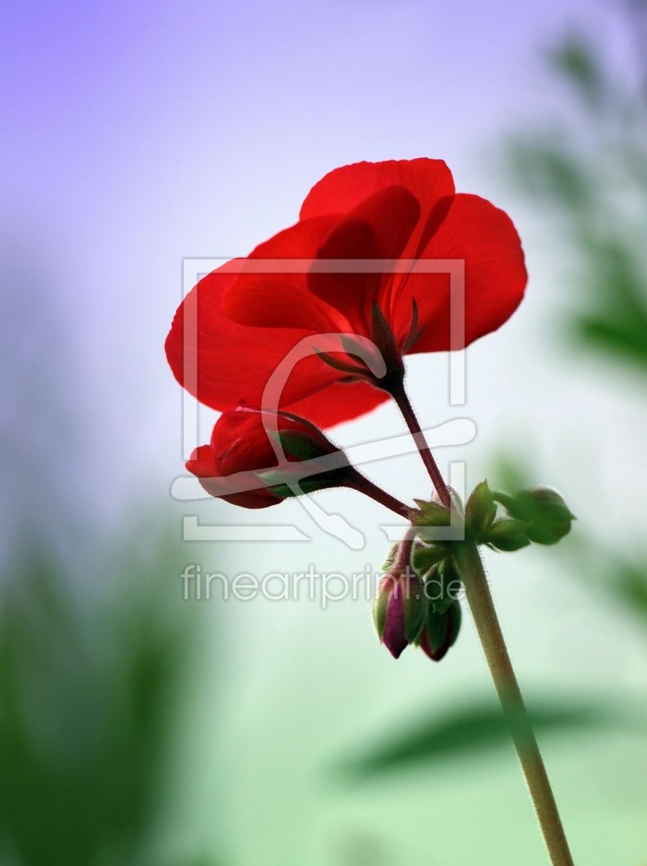 Bild-Nr.: 9793092 Lady in red erstellt von Renate Knapp