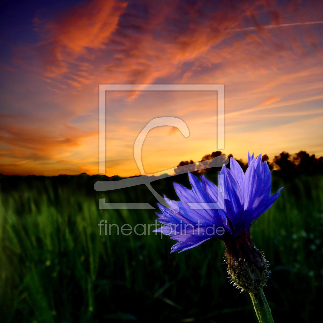 Bild-Nr.: 9793796 cornflower erstellt von yammay