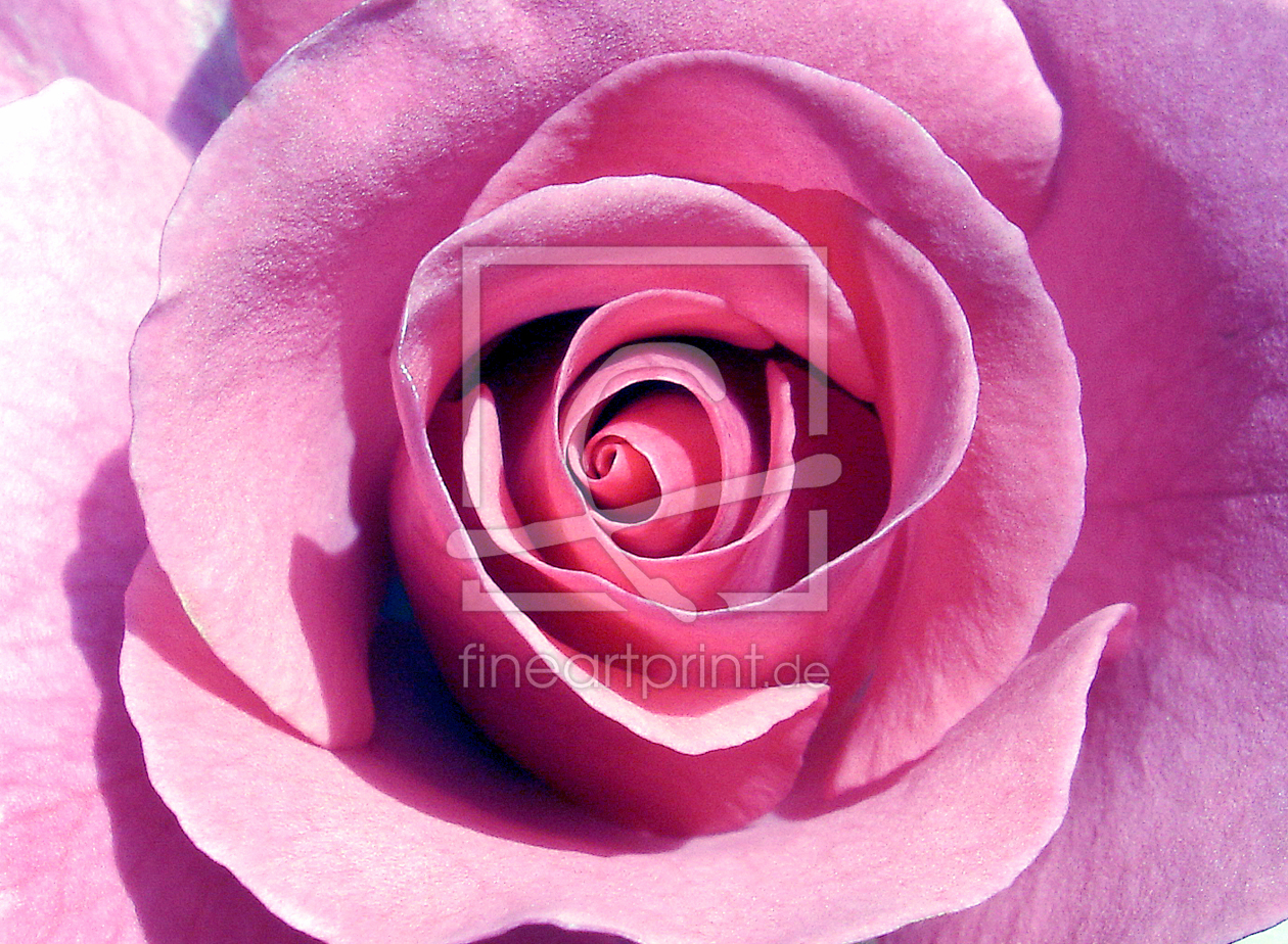 Bild-Nr.: 9793902 Rose erstellt von Level60
