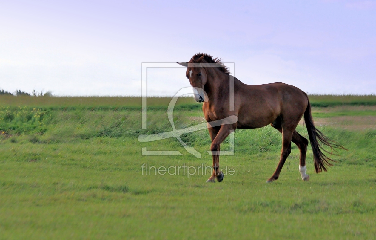 Bild-Nr.: 9794066 Hermann (neu) erstellt von Renate Knapp