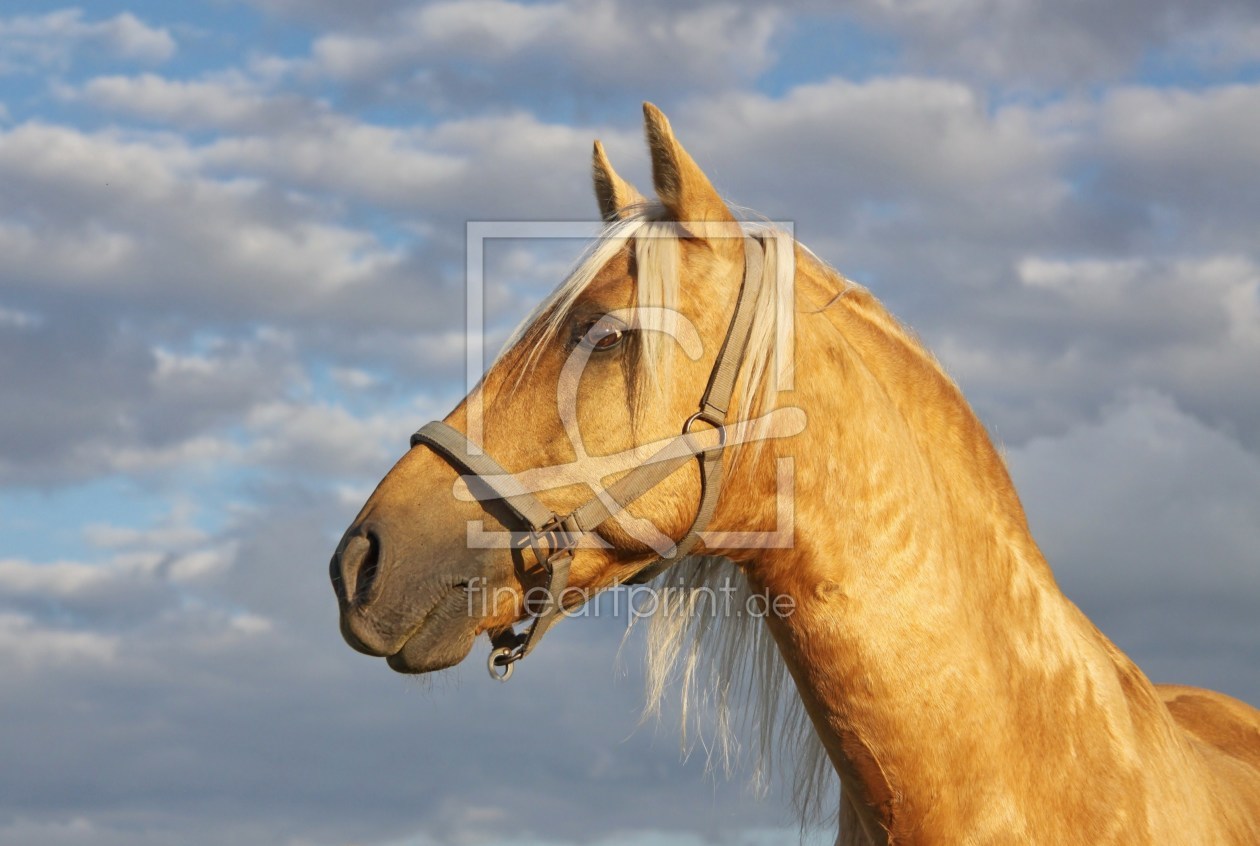 Bild-Nr.: 9795690 Pferdeliebe Louis erstellt von Renate Knapp