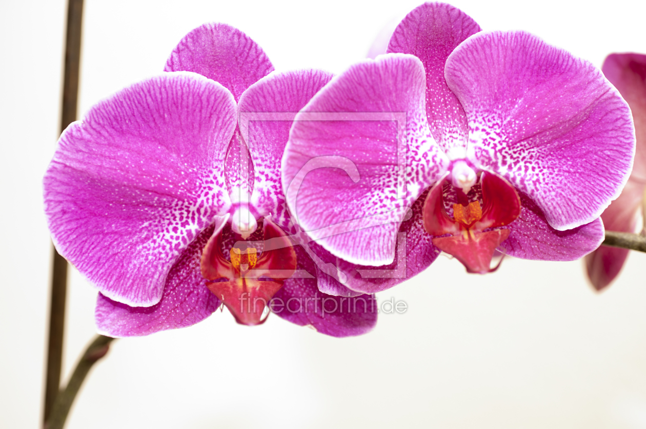 Bild-Nr.: 9795888 Orchidee_2 erstellt von macropolis