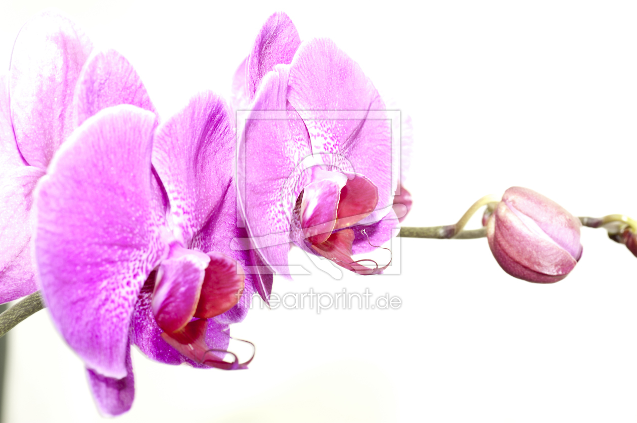 Bild-Nr.: 9795896 Orchidee_5 erstellt von macropolis