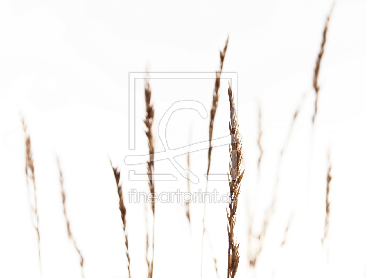 Bild-Nr.: 9795964 GRÄSER erstellt von Galerie-Fotoeffekt