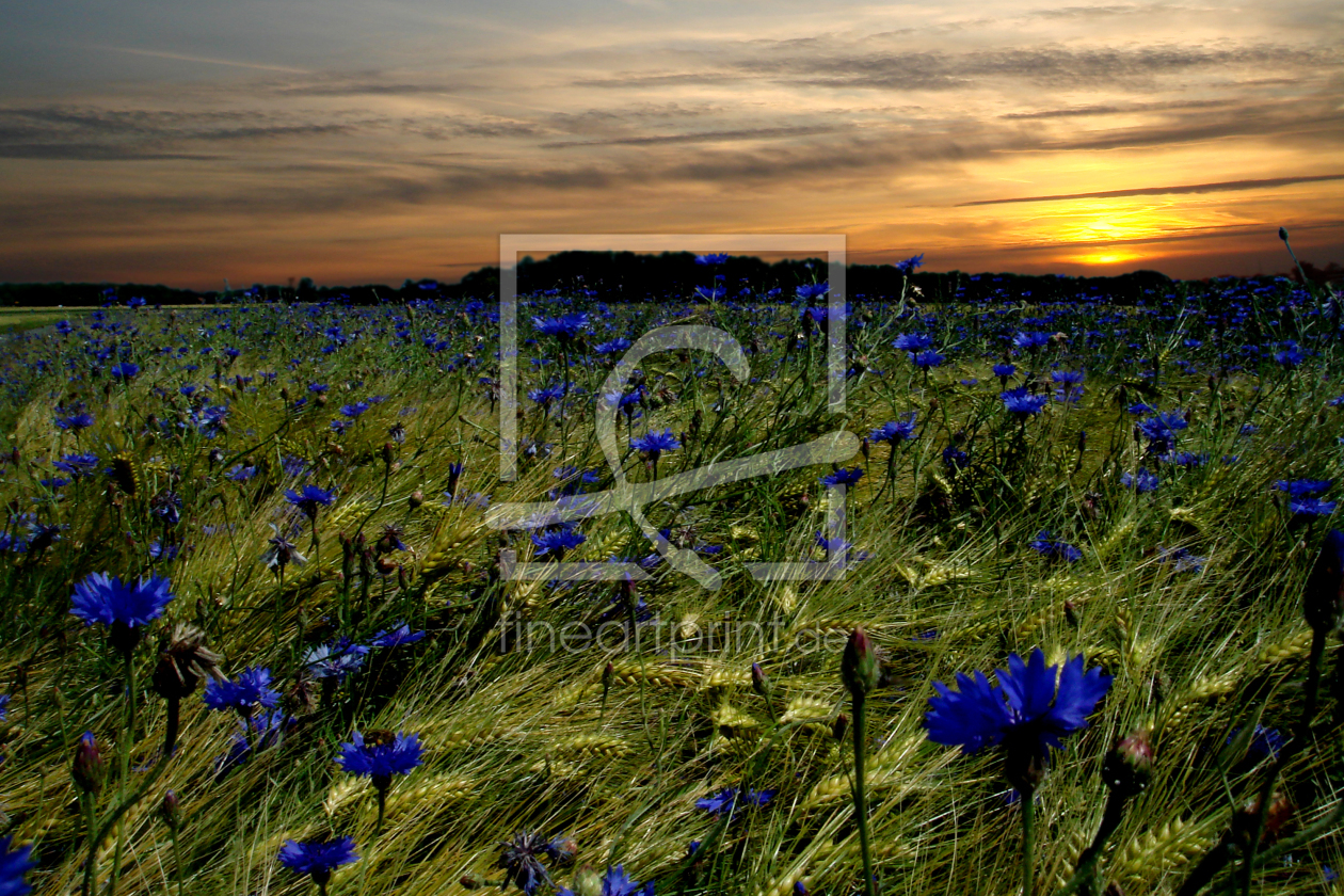 Bild-Nr.: 9796126 Abends am Kornblumenfeld erstellt von yammay