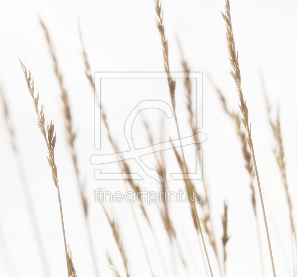 Bild-Nr.: 9796844 Gras erstellt von Galerie-Fotoeffekt