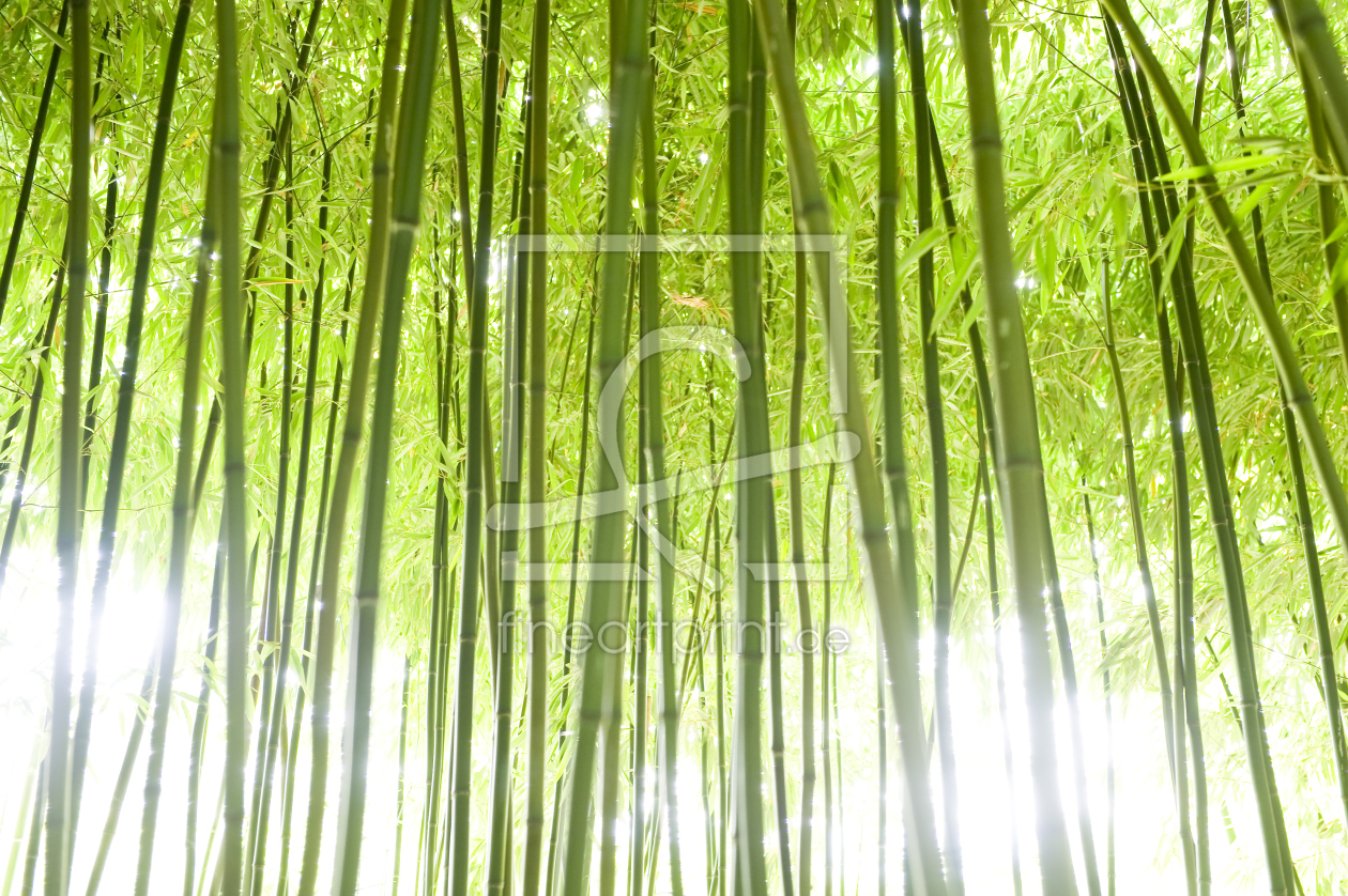 Bild-Nr.: 9798048 Bambuswald erstellt von danielschoenen
