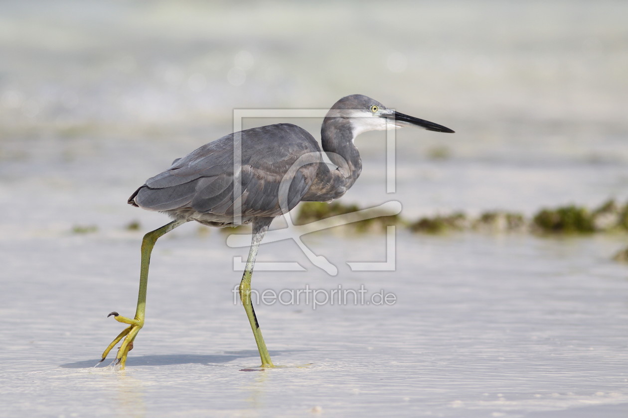 Bild-Nr.: 9798130 Reiher erstellt von FotoDeHRO