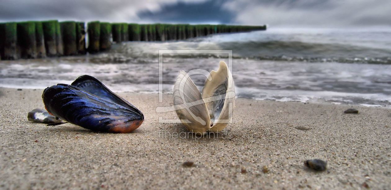 Bild-Nr.: 9798230 Strandmuscheln Bild-Nr.: 9798230 Strandmuscheln erstellt von Anja Peschel
