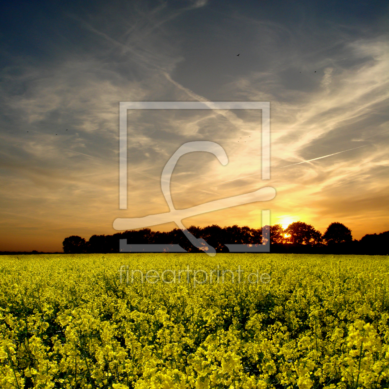 Bild-Nr.: 9800324 Rapsfeld in der Abendsonne erstellt von yammay