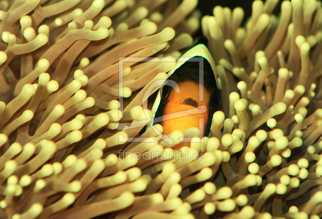 Bild-Nr.: 9800576 Clarks-Anemonenfisch erstellt von PhotoArt-Hartmann