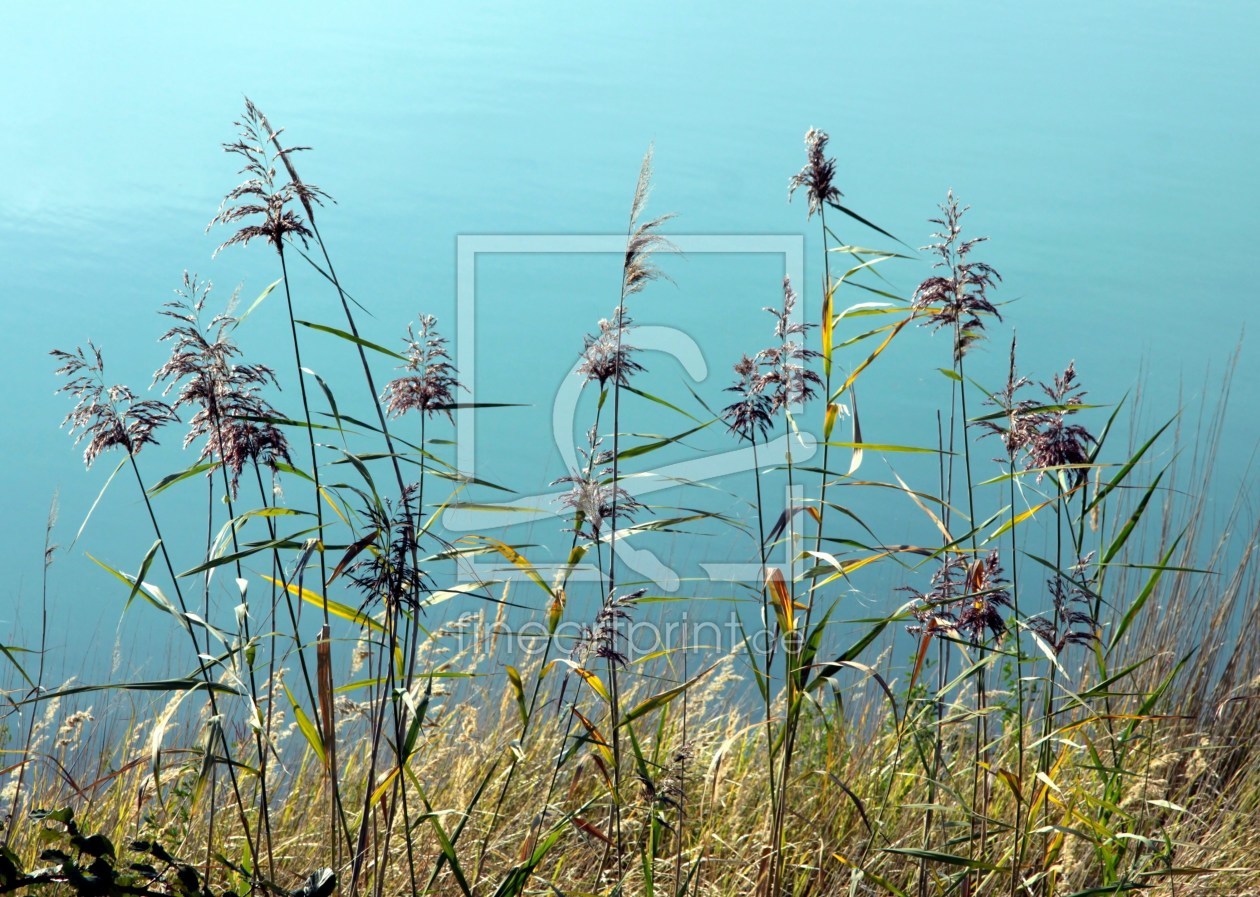 Bild-Nr.: 9801582 Schilfblüten erstellt von Renate Knapp