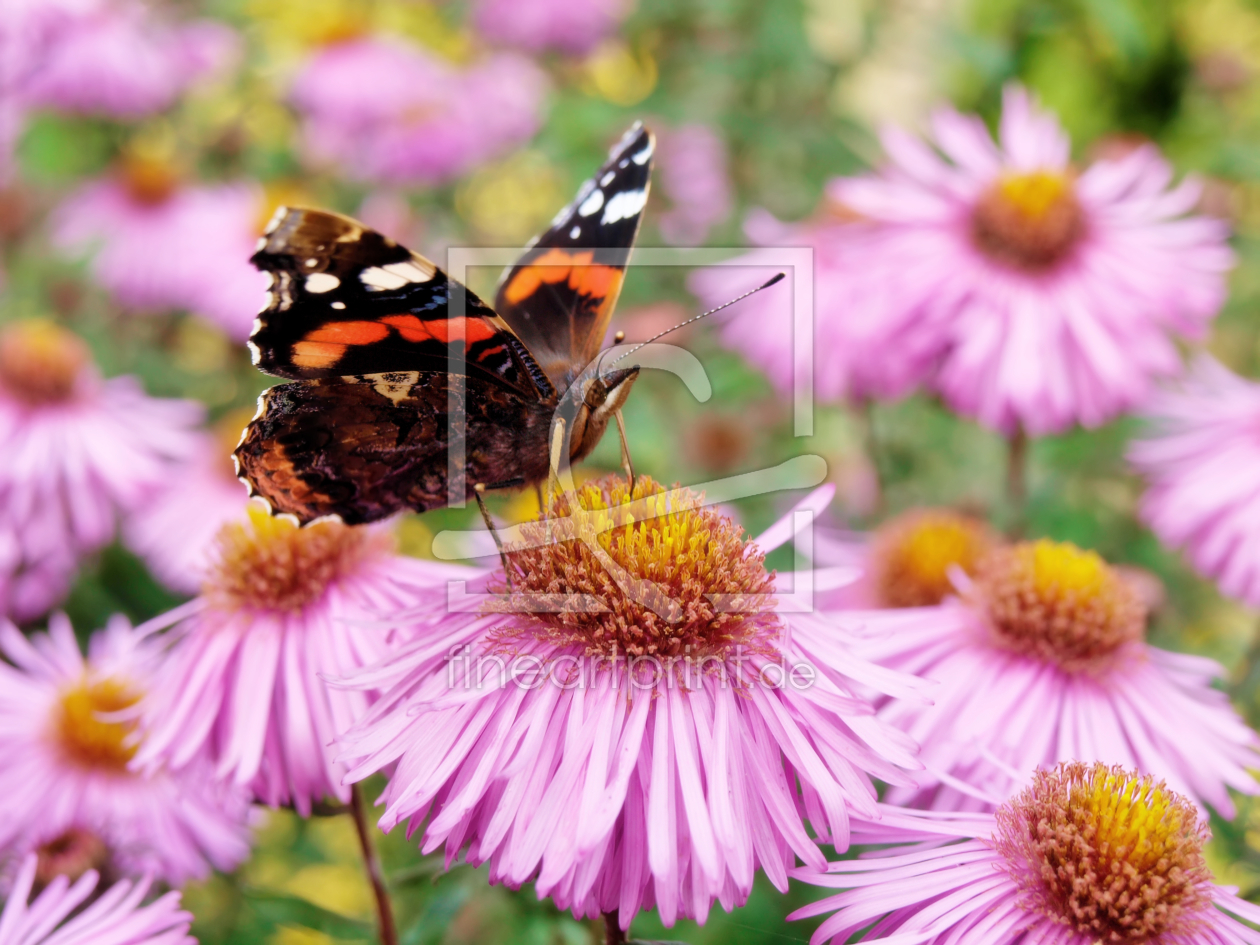 Bild-Nr.: 9802508 Butterfly erstellt von Galerie-Fotoeffekt