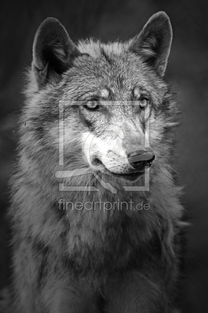 Bild-Nr.: 9803602 Wolf erstellt von A-Lerche