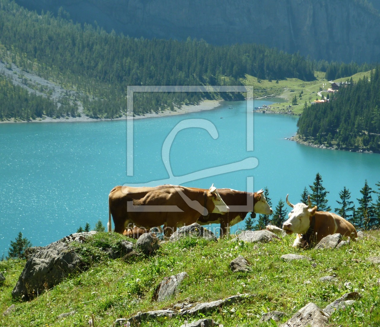 Bild-Nr.: 9803686 Kühe übern Oeschinensee 1 erstellt von kattobello