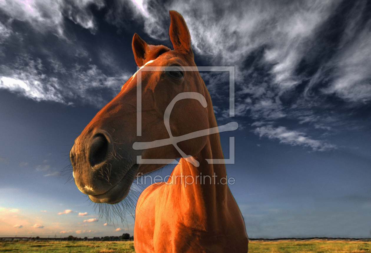 Bild-Nr.: 9804036 Pferdchen II erstellt von PhotoArt-Hartmann