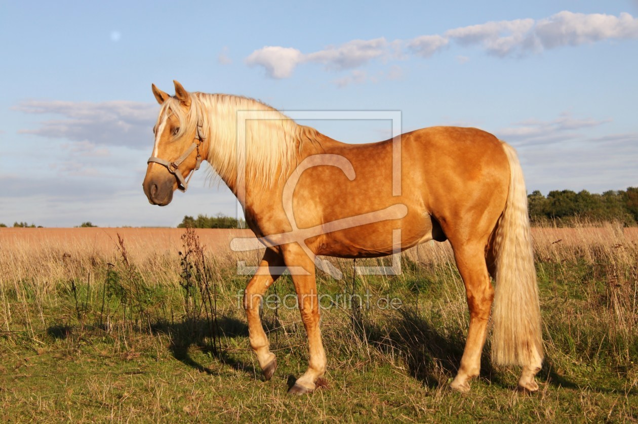 Bild-Nr.: 9804142 Barbiepferd erstellt von Renate Knapp