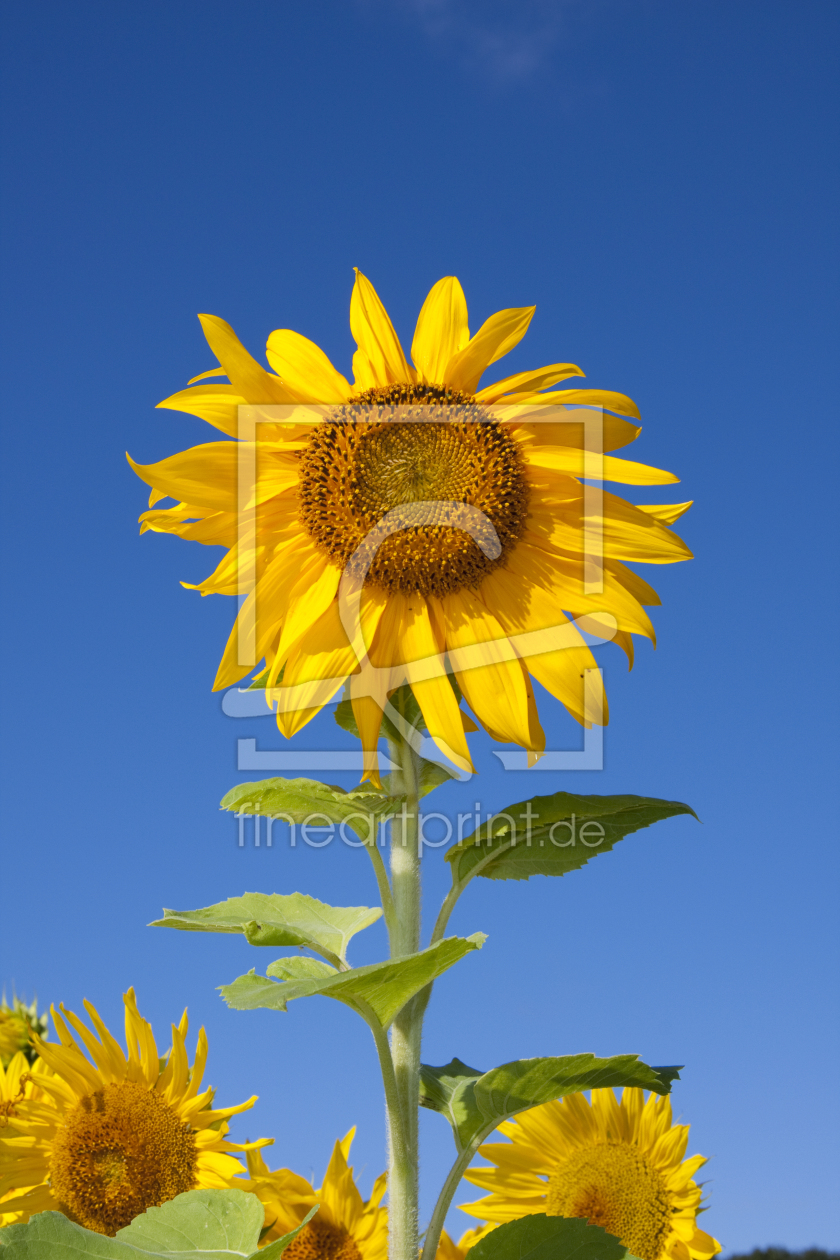 Bild-Nr.: 9804374 sonnenblume erstellt von Linse