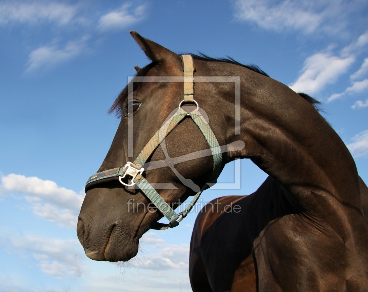 Bild-Nr.: 9805348 Ich bin ein Trakehner erstellt von Renate Knapp