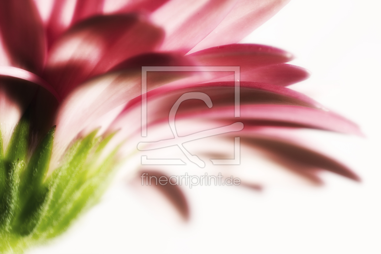 Bild-Nr.: 9806610 softly flower erstellt von BandelPictures