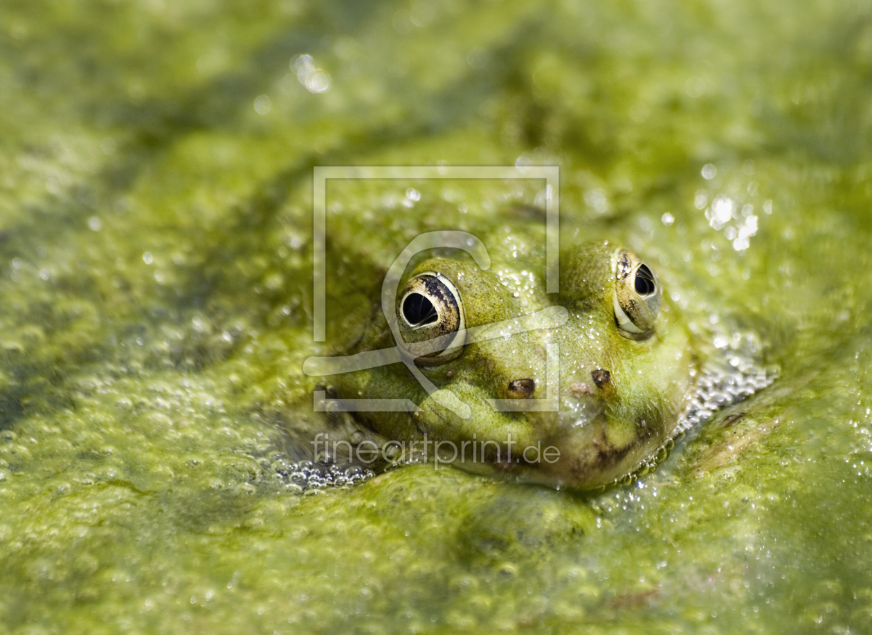 Bild-Nr.: 9809238 g r ü n erstellt von JuliaM-Fotografie