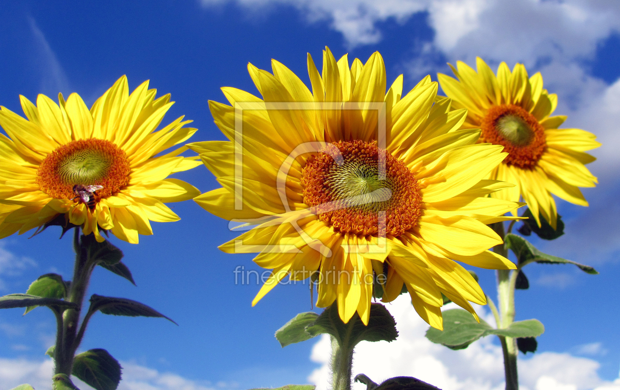 Bild-Nr.: 9809394 Sonnenblumen mit Biene erstellt von Level60