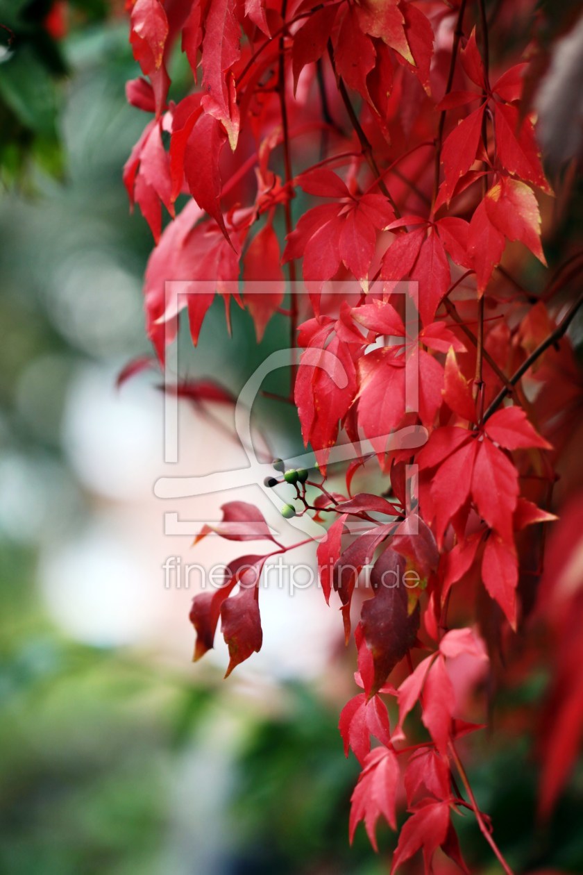 Bild-Nr.: 9810324 Roter Wein erstellt von Renate Knapp