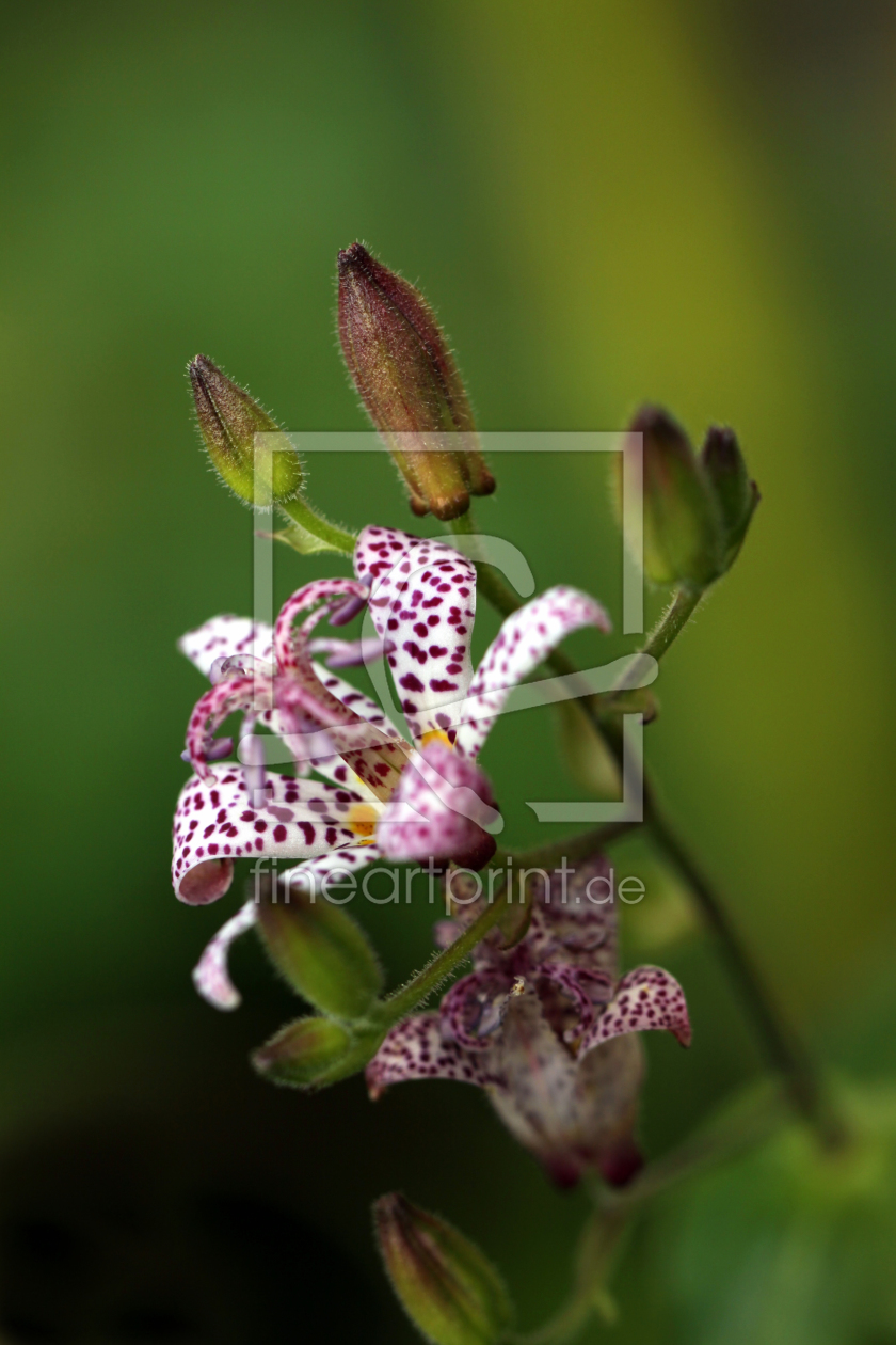 Bild-Nr.: 9810416 Wilde Orchidee erstellt von Renate Knapp