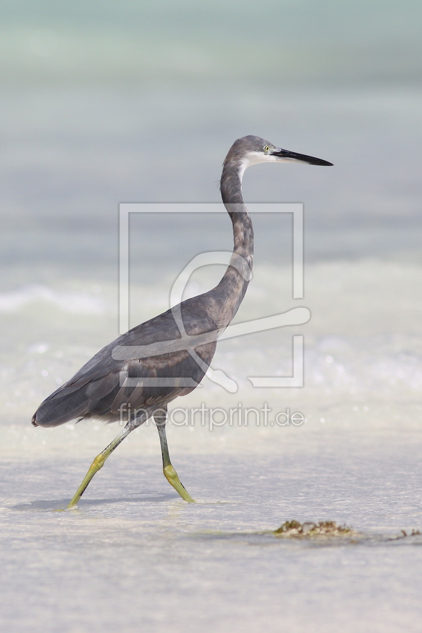 Bild-Nr.: 9811564 Reiher erstellt von FotoDeHRO