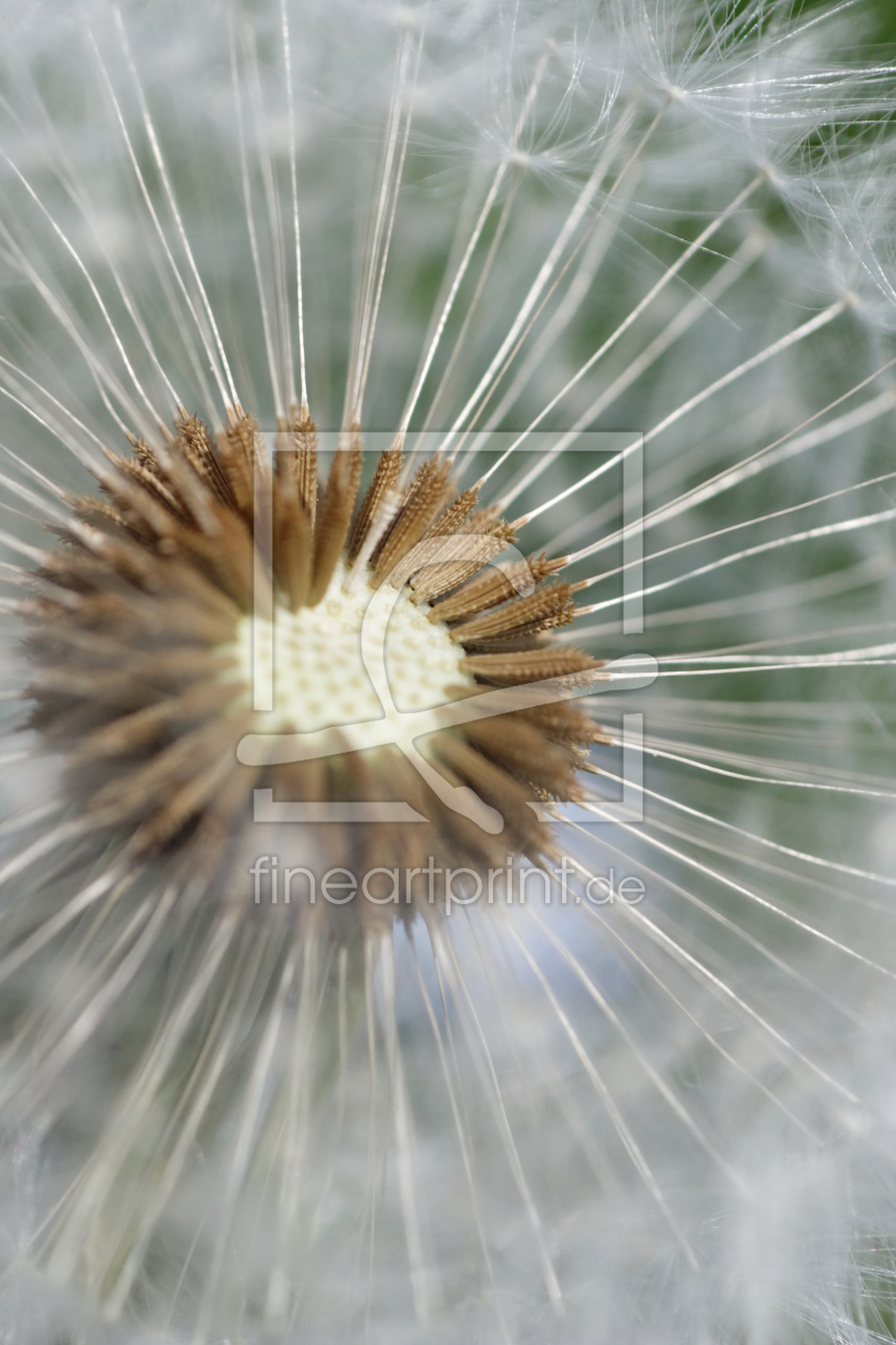 Bild-Nr.: 9814072 Pusteblume erstellt von Bullysoft