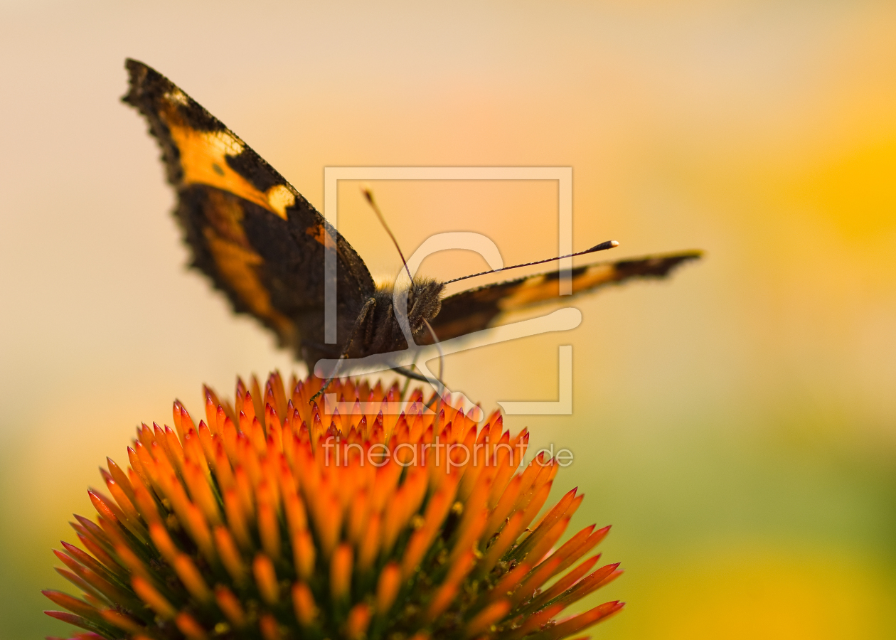 Bild-Nr.: 9814172 Aglais urticae erstellt von ronspictures