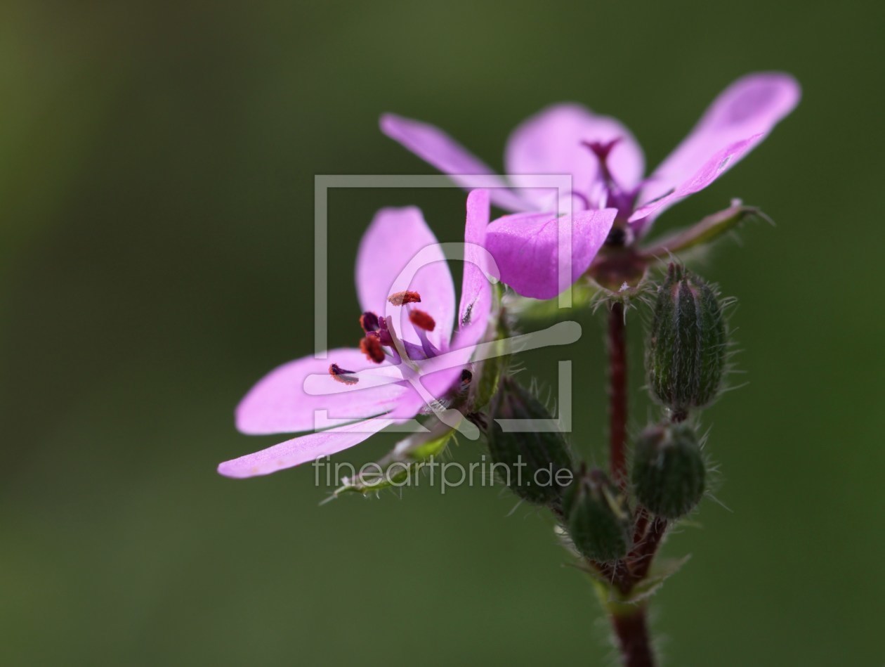 Bild-Nr.: 9815228 Little wild Lady erstellt von Renate Knapp