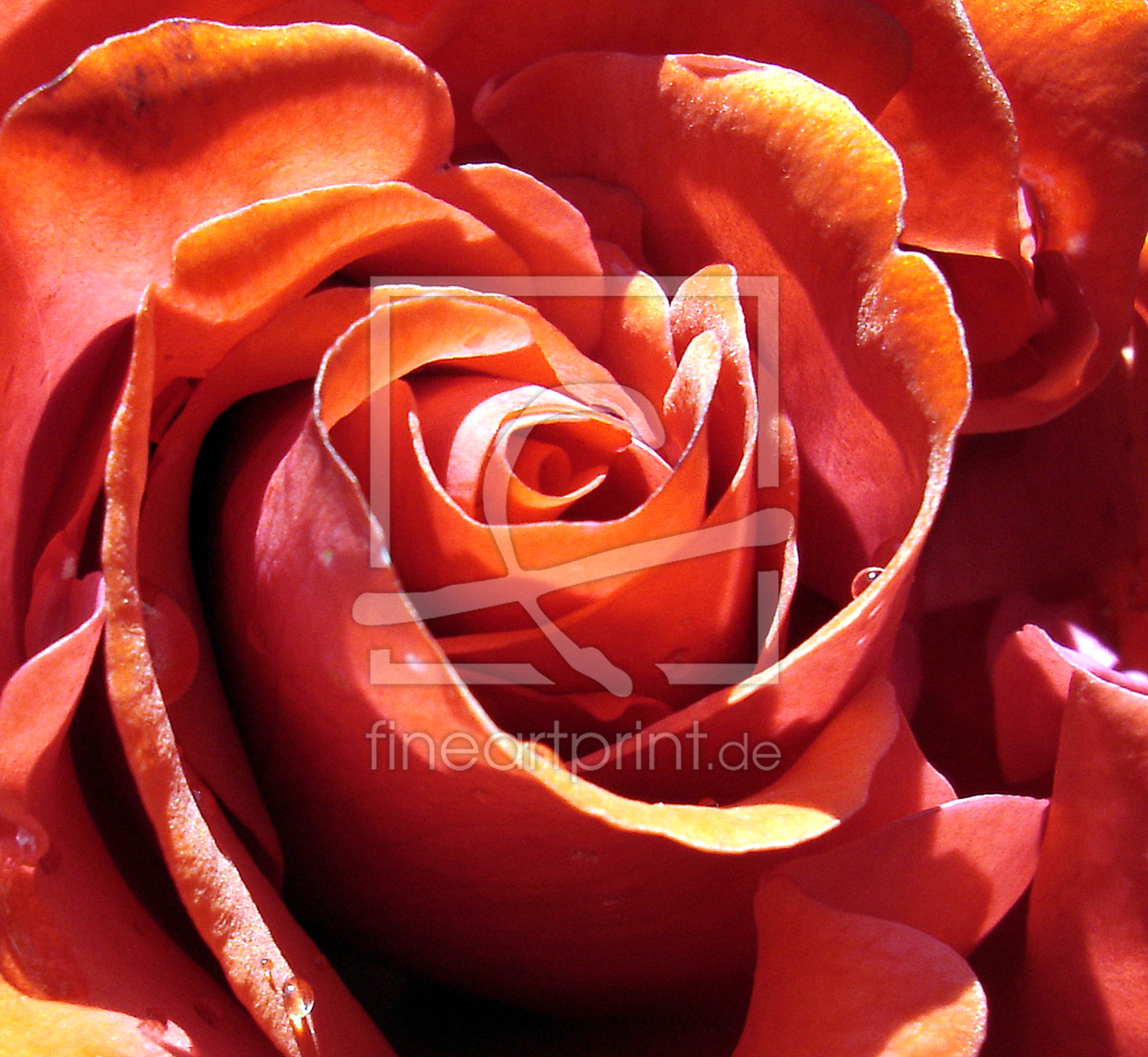 Bild-Nr.: 9816284 Rose erstellt von Level60