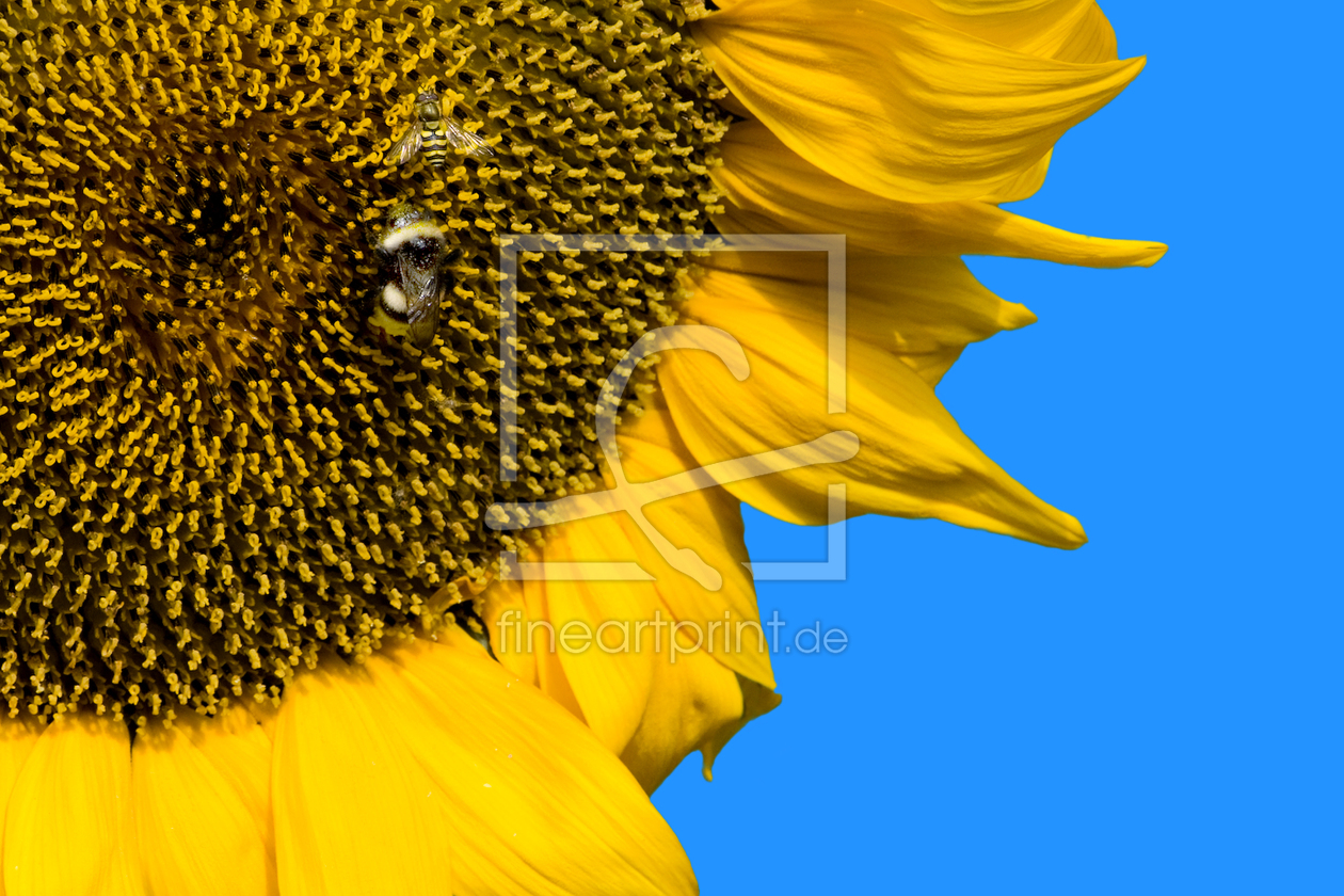 Bild-Nr.: 9816342 Sonnenblume erstellt von felix-b