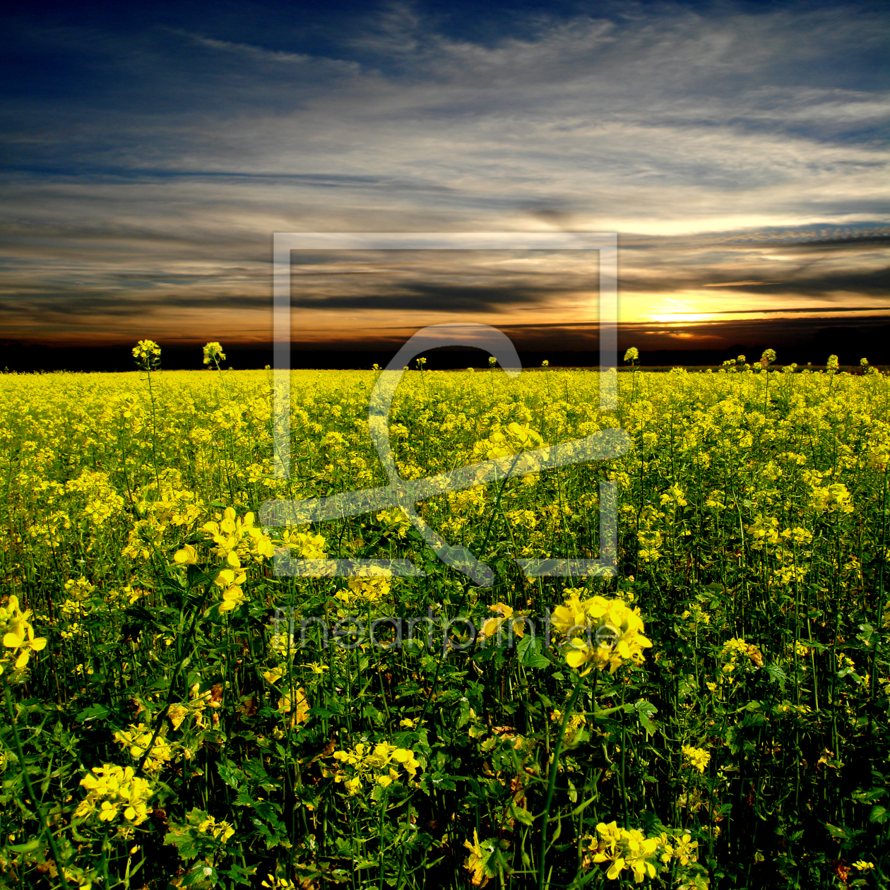 Bild-Nr.: 9817186 Abendsonne am Rapsfeld erstellt von yammay