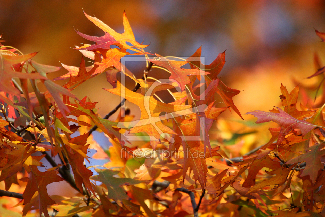 Bild-Nr.: 9818228 Farben des Herbstes erstellt von Marcel Schauer