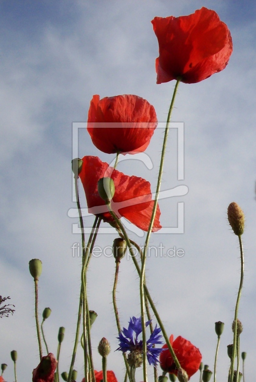 Bild-Nr.: 9818362 Mohn filigran erstellt von Marion227