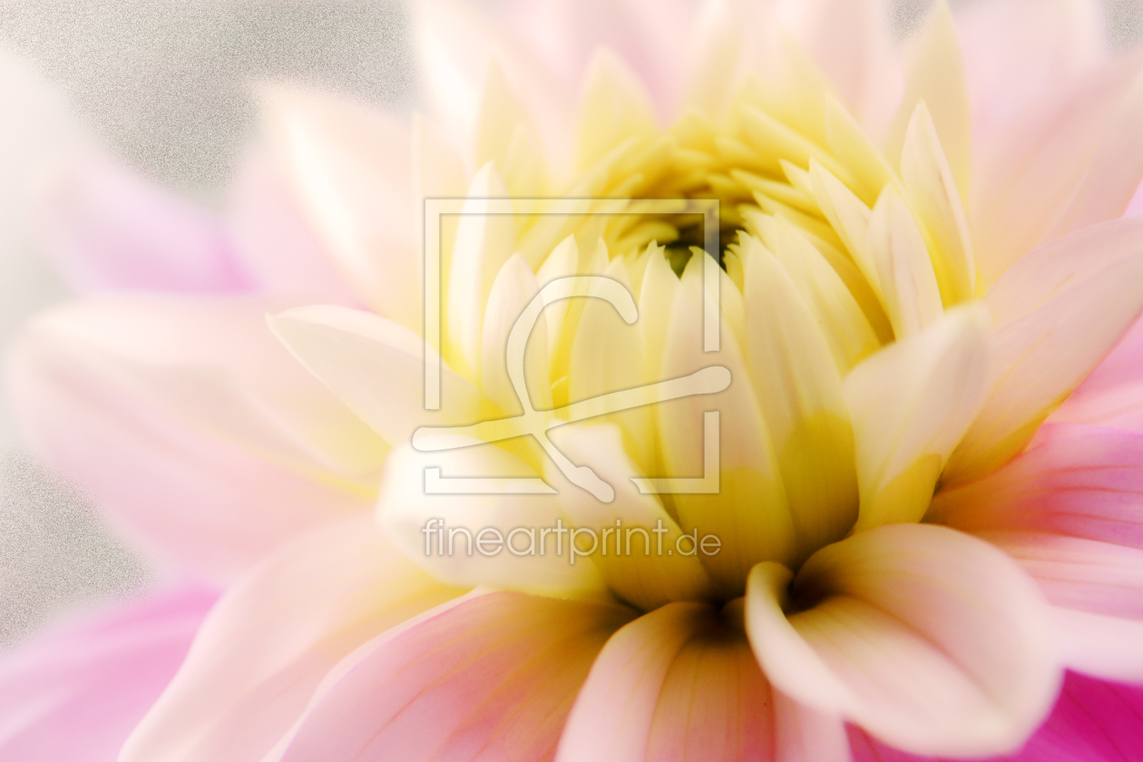 Bild-Nr.: 9818504 blumige Aussichten Bild-Nr.: 9818504 blumige Aussichten erstellt von A-Lerche