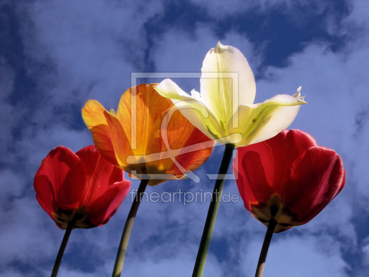 Bild-Nr.: 9819702 Tulpen erstellt von Uwe Jahn