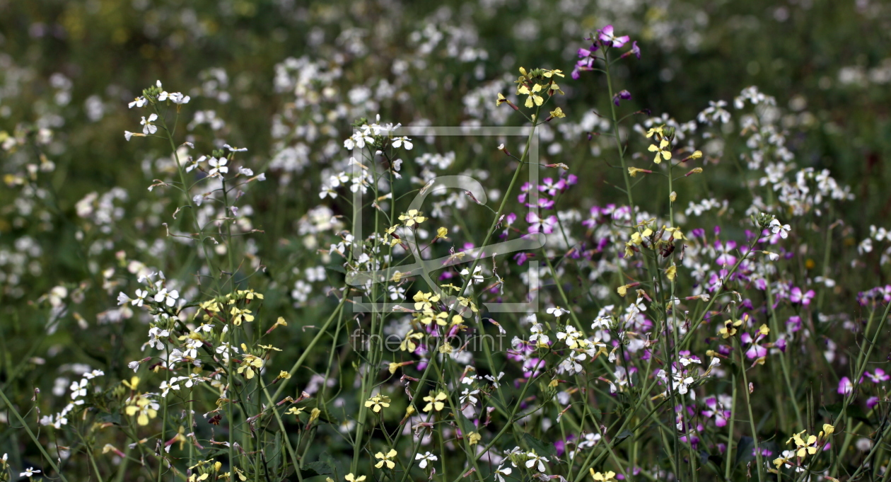 Bild-Nr.: 9819808 Wildflower erstellt von Renate Knapp