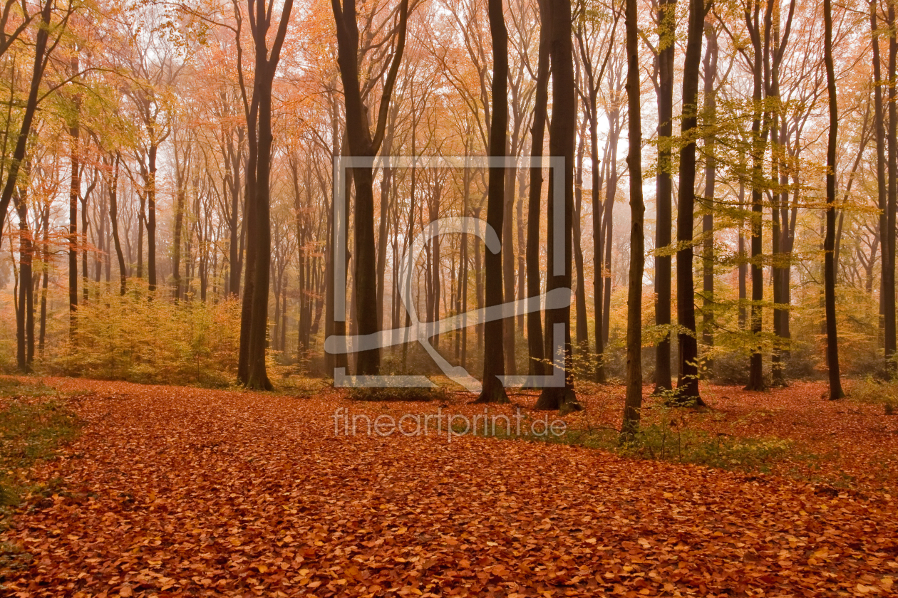 Bild-Nr.: 9820776 Herbstimpressionen früh morgens im Wald erstellt von felix-b
