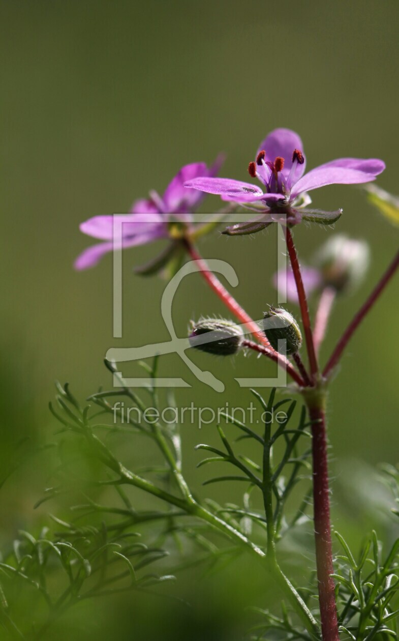 Bild-Nr.: 9821298 Wiesenfee erstellt von Renate Knapp